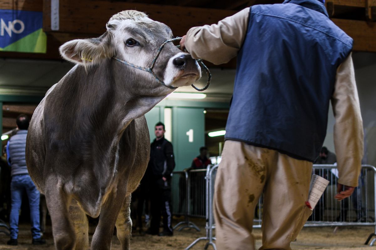 Livestock presented at auction
